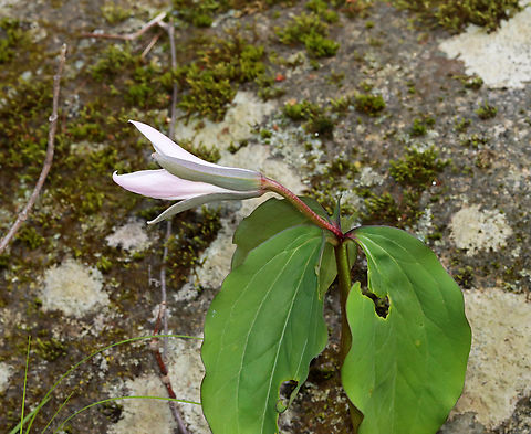 Bashful Wakerobin - Trillium catesbaei Trillium catesbaei is a southern species that generally doesn't grow wild north of North Carolina, so this is an rare/unusual spotting. 

I first spotted these two plants in May 2021 and went back to check on them a couple days ago. Only one plant is blooming. One plant is small and tattered. The larger plant has a bud that was partially open and tattered leaves. No other plants were observed in the area.

Habitat: Deciduous forest
https://www.jungledragon.com/image/134840/bashful_wakerobin_-_trillium_catesbaei.html
https://www.jungledragon.com/image/134843/bashful_wakerobin_-_trillium_catesbaei.html
https://www.jungledragon.com/image/134842/bashful_wakerobin_-_trillium_catesbaei.html
https://www.jungledragon.com/image/134841/bashful_wakerobin_-_trillium_catesbaei.html


Observation from May 2021:
https://www.jungledragon.com/image/115111/bashful_wakerobin_-_trillium_catesbaei.html Bashful wakerobin,Geotagged,Spring,Trillium catesbaei,United States