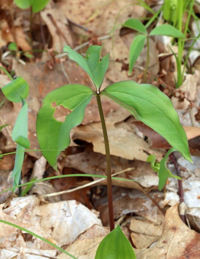 Bashful Wakerobin - Trillium catesbaei **This photo shows the second, smaller plant that did not have a bud.<br />
<br />
Trillium catesbaei is a southern species that generally doesn&#039;t grow wild north of North Carolina, so this is an rare/unusual spotting. <br />
<br />
I first spotted these two plants in May 2021 and went back to check on them a couple days ago. Only one plant is blooming. One plant is small and tattered. The larger plant has a bud that was partially open and tattered leaves. No other plants were observed in the area.<br />
<br />
Habitat: Deciduous forest<br />
<figure class="photo"><a href="https://www.jungledragon.com/image/134840/bashful_wakerobin_-_trillium_catesbaei.html" title="Bashful Wakerobin - Trillium catesbaei"><img src="https://s3.amazonaws.com/media.jungledragon.com/images/3232/134840_thumb.jpg?AWSAccessKeyId=05GMT0V3GWVNE7GGM1R2&Expires=1759968010&Signature=DSIQbyqDqdcXdevFBOQHLCsiP%2Fk%3D" width="200" height="150" alt="Bashful Wakerobin - Trillium catesbaei Trillium catesbaei is a southern species that generally doesn&#039;t grow wild north of North Carolina, so this is an rare/unusual spotting. <br />
<br />
I first spotted these two plants in May 2021 and went back to check on them a couple days ago. Only one plant is blooming. One plant is small and tattered. The larger plant has a bud that was partially open and tattered leaves. No other plants were observed in the area.<br />
<br />
Habitat: Deciduous forest<br />
https://www.jungledragon.com/image/134840/bashful_wakerobin_-_trillium_catesbaei.html<br />
https://www.jungledragon.com/image/134843/bashful_wakerobin_-_trillium_catesbaei.html<br />
https://www.jungledragon.com/image/134842/bashful_wakerobin_-_trillium_catesbaei.html<br />
https://www.jungledragon.com/image/134841/bashful_wakerobin_-_trillium_catesbaei.html<br />
<br />
Observation from May 2021:<br />
https://www.jungledragon.com/image/115111/bashful_wakerobin_-_trillium_catesbaei.html Bashful wakerobin,Geotagged,Spring,Trillium catesbaei,United States,trillium,wakerobin" /></a></figure><br />
<figure class="photo"><a href="https://www.jungledragon.com/image/134843/bashful_wakerobin_-_trillium_catesbaei.html" title="Bashful Wakerobin - Trillium catesbaei"><img src="https://s3.amazonaws.com/media.jungledragon.com/images/3232/134843_thumb.jpg?AWSAccessKeyId=05GMT0V3GWVNE7GGM1R2&Expires=1759968010&Signature=ARPzdp8Xa9OyEZ8ph%2FoE01fNm64%3D" width="102" height="152" alt="Bashful Wakerobin - Trillium catesbaei Trillium catesbaei is a southern species that generally doesn&#039;t grow wild north of North Carolina, so this is an rare/unusual spotting. <br />
<br />
I first spotted these two plants in May 2021 and went back to check on them a couple days ago. Only one plant is blooming. One plant is small and tattered. The larger plant has a bud that was partially open and tattered leaves. No other plants were observed in the area.<br />
<br />
Habitat: Deciduous forest<br />
https://www.jungledragon.com/image/134840/bashful_wakerobin_-_trillium_catesbaei.html<br />
https://www.jungledragon.com/image/134843/bashful_wakerobin_-_trillium_catesbaei.html<br />
https://www.jungledragon.com/image/134842/bashful_wakerobin_-_trillium_catesbaei.html<br />
https://www.jungledragon.com/image/134841/bashful_wakerobin_-_trillium_catesbaei.html<br />
<br />
<br />
Observation from May 2021:<br />
https://www.jungledragon.com/image/115111/bashful_wakerobin_-_trillium_catesbaei.html Bashful wakerobin,Geotagged,Spring,Trillium catesbaei,United States" /></a></figure><br />
<figure class="photo"><a href="https://www.jungledragon.com/image/134842/bashful_wakerobin_-_trillium_catesbaei.html" title="Bashful Wakerobin - Trillium catesbaei"><img src="https://s3.amazonaws.com/media.jungledragon.com/images/3232/134842_thumb.jpg?AWSAccessKeyId=05GMT0V3GWVNE7GGM1R2&Expires=1759968010&Signature=GhclL2zaKlefQDPDdFpTFoVWfis%3D" width="118" height="152" alt="Bashful Wakerobin - Trillium catesbaei **This photo shows the second, smaller plant that did not have a bud.<br />
<br />
Trillium catesbaei is a southern species that generally doesn&#039;t grow wild north of North Carolina, so this is an rare/unusual spotting. <br />
<br />
I first spotted these two plants in May 2021 and went back to check on them a couple days ago. Only one plant is blooming. One plant is small and tattered. The larger plant has a bud that was partially open and tattered leaves. No other plants were observed in the area.<br />
<br />
Habitat: Deciduous forest<br />
https://www.jungledragon.com/image/134840/bashful_wakerobin_-_trillium_catesbaei.html<br />
https://www.jungledragon.com/image/134843/bashful_wakerobin_-_trillium_catesbaei.html<br />
https://www.jungledragon.com/image/134842/bashful_wakerobin_-_trillium_catesbaei.html<br />
https://www.jungledragon.com/image/134841/bashful_wakerobin_-_trillium_catesbaei.html<br />
<br />
<br />
Observation from May 2021:<br />
https://www.jungledragon.com/image/115111/bashful_wakerobin_-_trillium_catesbaei.html Bashful wakerobin,Geotagged,Spring,Trillium catesbaei,United States" /></a></figure><br />
<figure class="photo"><a href="https://www.jungledragon.com/image/134841/bashful_wakerobin_-_trillium_catesbaei.html" title="Bashful Wakerobin - Trillium catesbaei"><img src="https://s3.amazonaws.com/media.jungledragon.com/images/3232/134841_thumb.jpg?AWSAccessKeyId=05GMT0V3GWVNE7GGM1R2&Expires=1759968010&Signature=IgjcwMJFZ%2FEQtWLy2S%2BPGcKGArM%3D" width="200" height="164" alt="Bashful Wakerobin - Trillium catesbaei Trillium catesbaei is a southern species that generally doesn&#039;t grow wild north of North Carolina, so this is an rare/unusual spotting. <br />
<br />
I first spotted these two plants in May 2021 and went back to check on them a couple days ago. Only one plant is blooming. One plant is small and tattered. The larger plant has a bud that was partially open and tattered leaves. No other plants were observed in the area.<br />
<br />
Habitat: Deciduous forest<br />
https://www.jungledragon.com/image/134840/bashful_wakerobin_-_trillium_catesbaei.html<br />
https://www.jungledragon.com/image/134843/bashful_wakerobin_-_trillium_catesbaei.html<br />
https://www.jungledragon.com/image/134842/bashful_wakerobin_-_trillium_catesbaei.html<br />
https://www.jungledragon.com/image/134841/bashful_wakerobin_-_trillium_catesbaei.html<br />
<br />
<br />
Observation from May 2021:<br />
https://www.jungledragon.com/image/115111/bashful_wakerobin_-_trillium_catesbaei.html Bashful wakerobin,Geotagged,Spring,Trillium catesbaei,United States" /></a></figure><br />
<br />
<br />
Observation from May 2021:<br />
<figure class="photo"><a href="https://www.jungledragon.com/image/115111/bashful_wakerobin_-_trillium_catesbaei.html" title="Bashful Wakerobin - Trillium catesbaei"><img src="https://s3.amazonaws.com/media.jungledragon.com/images/3232/115111_thumb.jpg?AWSAccessKeyId=05GMT0V3GWVNE7GGM1R2&Expires=1759968010&Signature=0ETJXLvdmxIl6m02%2Bsee4%2Fy4jVY%3D" width="200" height="148" alt="Bashful Wakerobin - Trillium catesbaei This trillium was growing WAY out of its range. I found 2 plants, but there could be more.<br />
<br />
Habitat: Mostly deciduous forest; these plants were growing wild<br />
https://www.jungledragon.com/image/115112/bashful_wakerobin_-_trillium_catesbaei.html<br />
https://www.jungledragon.com/image/115111/bashful_wakerobin_-_trillium_catesbaei.html<br />
https://www.jungledragon.com/image/115114/trillium.html<br />
https://www.jungledragon.com/image/115113/trillium.html Bashful wakerobin,Geotagged,Spring,Trillium,Trillium catesbaei,United States" /></a></figure> Bashful wakerobin,Geotagged,Spring,Trillium catesbaei,United States