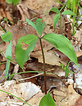 Bashful Wakerobin - Trillium catesbaei **This photo shows the second, smaller plant that did not have a bud.<br />
<br />
Trillium catesbaei is a southern species that generally doesn't grow wild north of North Carolina, so this is an rare/unusual spotting. <br />
<br />
I first spotted these two plants in May 2021 and went back to check on them a couple days ago. Only one plant is blooming. One plant is small and tattered. The larger plant has a bud that was partially open and tattered leaves. No other plants were observed in the area.<br />
<br />
Habitat: Deciduous forest<br />
https://www.jungledragon.com/image/134840/bashful_wakerobin_-_trillium_catesbaei.html<br />
https://www.jungledragon.com/image/134843/bashful_wakerobin_-_trillium_catesbaei.html<br />
https://www.jungledragon.com/image/134842/bashful_wakerobin_-_trillium_catesbaei.html<br />
https://www.jungledragon.com/image/134841/bashful_wakerobin_-_trillium_catesbaei.html<br />
<br />
<br />
Observation from May 2021:<br />
https://www.jungledragon.com/image/115111/bashful_wakerobin_-_trillium_catesbaei.html Bashful wakerobin,Geotagged,Spring,Trillium catesbaei,United States