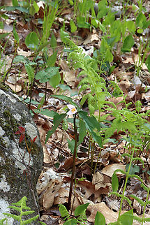 Bashful Wakerobin - Trillium catesbaei Trillium catesbaei is a southern species that generally doesn't grow wild north of North Carolina, so this is an rare/unusual spotting. 

I first spotted these two plants in May 2021 and went back to check on them a couple days ago. Only one plant is blooming. One plant is small and tattered. The larger plant has a bud that was partially open and tattered leaves. No other plants were observed in the area.

Habitat: Deciduous forest
https://www.jungledragon.com/image/134840/bashful_wakerobin_-_trillium_catesbaei.html
https://www.jungledragon.com/image/134843/bashful_wakerobin_-_trillium_catesbaei.html
https://www.jungledragon.com/image/134842/bashful_wakerobin_-_trillium_catesbaei.html
https://www.jungledragon.com/image/134841/bashful_wakerobin_-_trillium_catesbaei.html


Observation from May 2021:
https://www.jungledragon.com/image/115111/bashful_wakerobin_-_trillium_catesbaei.html Bashful wakerobin,Geotagged,Spring,Trillium catesbaei,United States