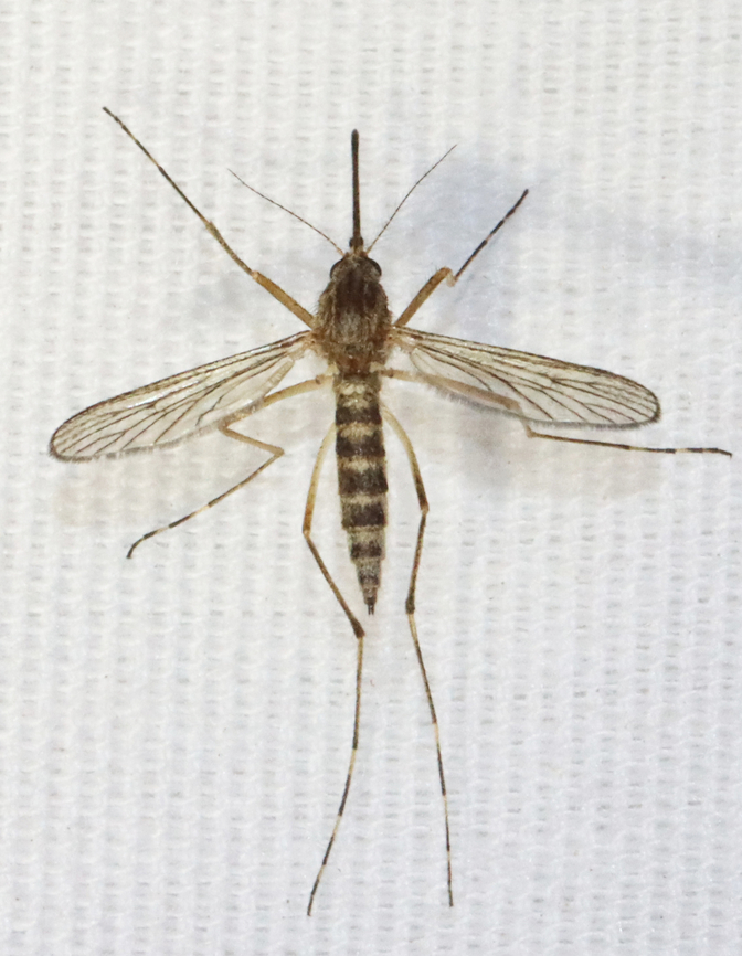Woodland Mosquito - Aedes excrucians A large mosquito with light-medium brown coloration and wide leg bands. The larvae can be found in woodland pools during spring.<br />
<br />
Habitat: Attracted to a light; semi-rural area situated between a farm and wooded wetland. Aedes excrucians,Geotagged,Spring,United States,Woodland Mosquito,aedes,culicidae,diptera,fly,mosquito,ochlerotatus