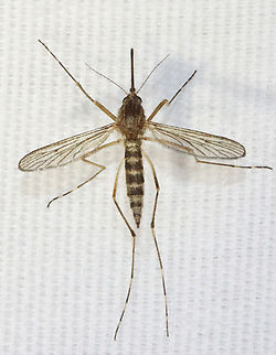 Woodland Mosquito - Aedes excrucians A large mosquito with light-medium brown coloration and wide leg bands. The larvae can be found in woodland pools during spring.

Habitat: Attracted to a light; semi-rural area situated between a farm and wooded wetland. Aedes excrucians,Geotagged,Spring,United States,Woodland Mosquito,aedes,culicidae,diptera,fly,mosquito,ochlerotatus