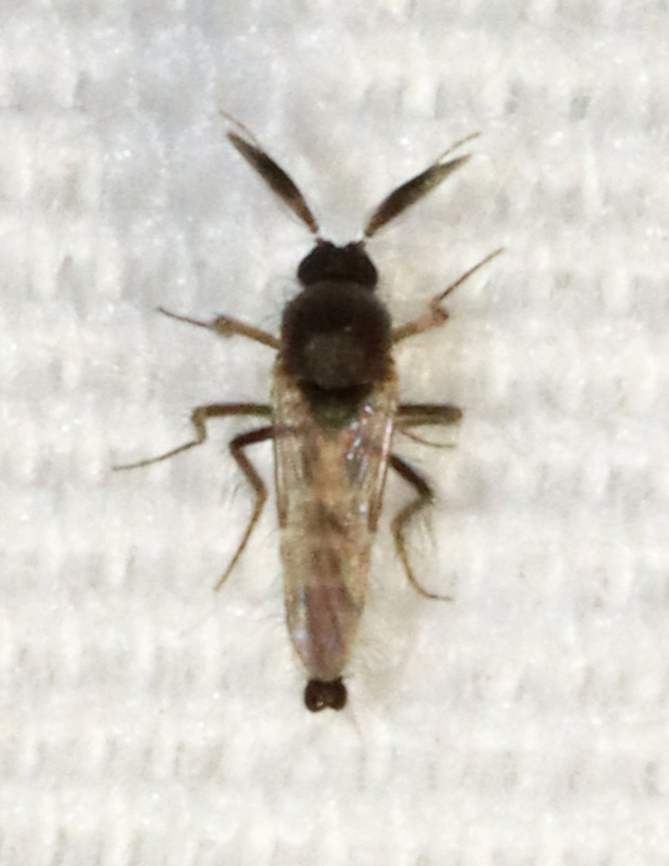 No-see-um (Male) - Family Ceratopogonidae, Subfamily Forcipomyiinae, Forcipomyia sp. *Maybe Forcipomyia glauca<br />
<br />
~1-2 mm in length. Females (but, not all) suck blood from mammals, amphibians, reptiles, and other insects.<br />
<br />
Habitat: Attracted to a light; semi-rural area next to a farm and wooded wetland Forcipomyia,Forcipomyiinae,Geotagged,Spring,United States,biting midge,ceratopogonidae,midge,no-see-um,noseeum