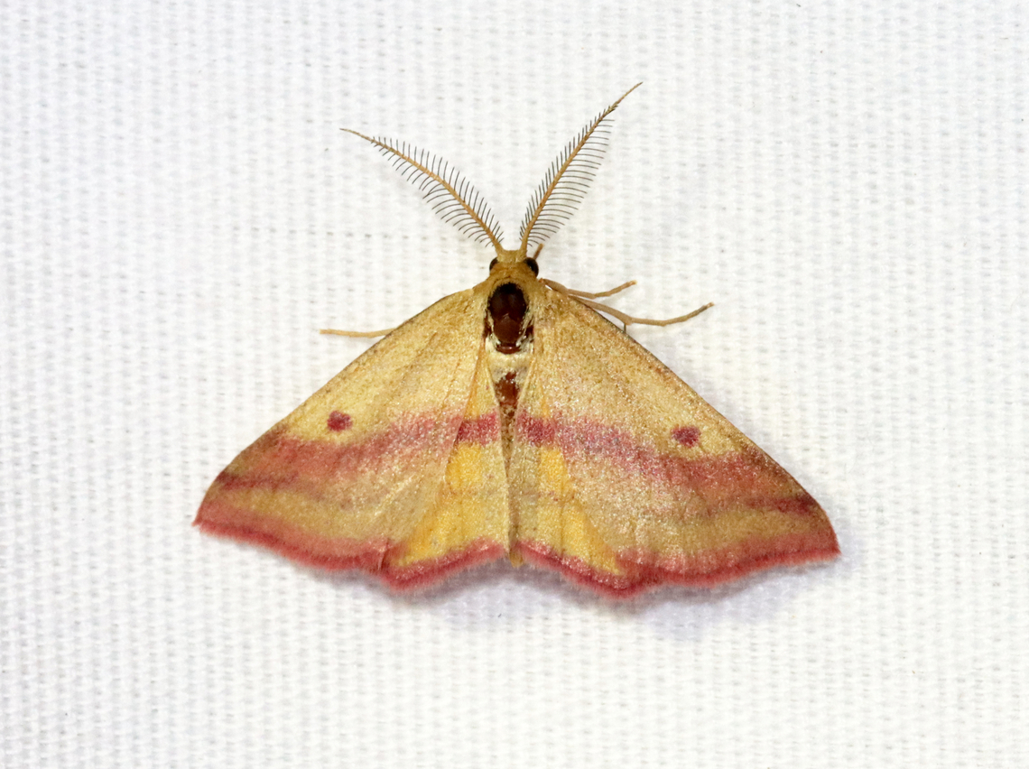 Chickweed Geometer - Haematopis grataria Habitat: Attracted to a 365 + 395 nm LED light in a semi-rural area<br />
<br />
2022(17) Chickweed geometer,Geotagged,Haematopis,Haematopis grataria,Spring,United States,geometer,geometridae,moth