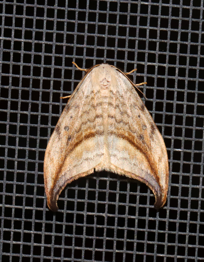Arched Hooktip - Drepana arcuata Habitat: Attracted to a 365 + 395 nm LED light in a semi-rural area<br />
<br />
2022(18) Arched hooktip,Drepana arcuata,Drepanidae,Geotagged,Spring,United States,drepana,moth