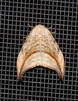 Arched Hooktip - Drepana arcuata Habitat: Attracted to a 365 + 395 nm LED light in a semi-rural area

2022(18) Arched hooktip,Drepana arcuata,Drepanidae,Geotagged,Spring,United States,drepana,moth
