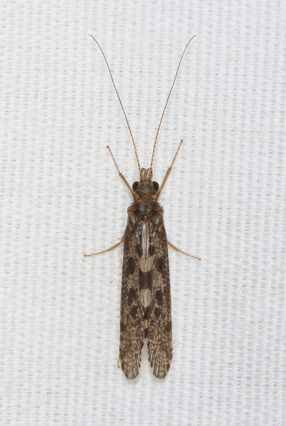 Caddisfly - Order Trichoptera, Superfamily Hydropsychoidea Habitat: Attracted to a 365 + 395 nm LED light in a semi-rural area Geotagged,Hydropsychoidea,Spring,United States,caddisfly,trichoptera