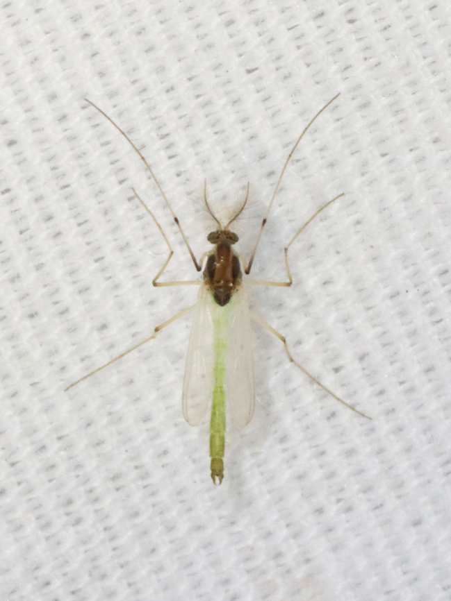 Midge - Family Chironomidae, Tribe Tanytarsini Habitat: Attracted to a 365 + 395 nm LED light in a semi-rural area<br />
<figure class="photo"><a href="https://www.jungledragon.com/image/134965/midge_-_family_chironomidae_tribe_tanytarsini.html" title="Midge - Family Chironomidae, Tribe Tanytarsini"><img src="https://s3.amazonaws.com/media.jungledragon.com/images/3232/134965_thumb.jpg?AWSAccessKeyId=05GMT0V3GWVNE7GGM1R2&Expires=1759968010&Signature=JdlUBZpTKrG4yX%2BG8a8oVjPy%2F64%3D" width="124" height="152" alt="Midge - Family Chironomidae, Tribe Tanytarsini Habitat: Attracted to a 365 + 395 nm LED light in a semi-rural area<br />
https://www.jungledragon.com/image/134964/midge_-_family_chironomidae_tribe_tanytarsini.html Geotagged,Spring,Tanytarsini,United States,chironomidae,diptera,fly,midge" /></a></figure> Geotagged,Spring,United States