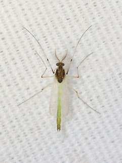 Midge - Family Chironomidae, Tribe Tanytarsini Habitat: Attracted to a 365 + 395 nm LED light in a semi-rural area
https://www.jungledragon.com/image/134965/midge_-_family_chironomidae_tribe_tanytarsini.html Geotagged,Spring,United States