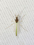 Midge - Family Chironomidae, Tribe Tanytarsini Habitat: Attracted to a 365 + 395 nm LED light in a semi-rural area<br />
https://www.jungledragon.com/image/134965/midge_-_family_chironomidae_tribe_tanytarsini.html Geotagged,Spring,United States