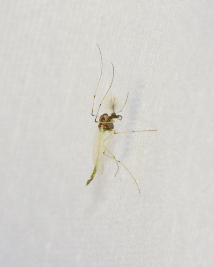 Midge - Family Chironomidae, Tribe Tanytarsini Habitat: Attracted to a 365 + 395 nm LED light in a semi-rural area<br />
<figure class="photo"><a href="https://www.jungledragon.com/image/134964/midge_-_family_chironomidae_tribe_tanytarsini.html" title="Midge - Family Chironomidae, Tribe Tanytarsini"><img src="https://s3.amazonaws.com/media.jungledragon.com/images/3232/134964_thumb.jpg?AWSAccessKeyId=05GMT0V3GWVNE7GGM1R2&Expires=1759968010&Signature=mleZpyj3ZCjv3TLyLYQo7Z1az4M%3D" width="114" height="152" alt="Midge - Family Chironomidae, Tribe Tanytarsini Habitat: Attracted to a 365 + 395 nm LED light in a semi-rural area<br />
https://www.jungledragon.com/image/134965/midge_-_family_chironomidae_tribe_tanytarsini.html Geotagged,Spring,United States" /></a></figure> Geotagged,Spring,Tanytarsini,United States,chironomidae,diptera,fly,midge