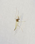 Midge - Family Chironomidae, Tribe Tanytarsini Habitat: Attracted to a 365 + 395 nm LED light in a semi-rural area<br />
https://www.jungledragon.com/image/134964/midge_-_family_chironomidae_tribe_tanytarsini.html Geotagged,Spring,Tanytarsini,United States,chironomidae,diptera,fly,midge