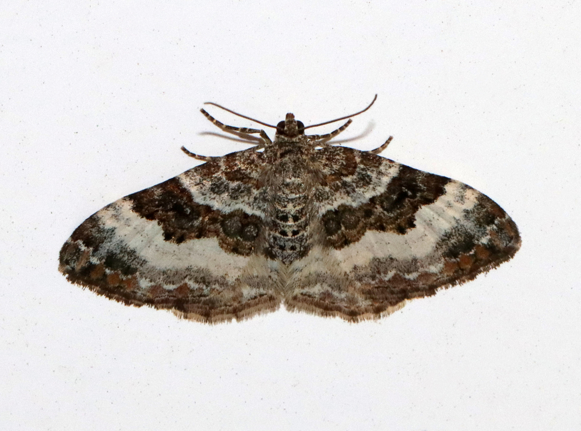 Common Carpet - Epirrhoe alternata Habitat: Attracted to a 365 + 395 nm LED light in a semi-rural area<br />
<br />
2022(19) Common Carpet,Epirrhoe,Epirrhoe alternata,Geometridae,Geotagged,Spring,United States,moth