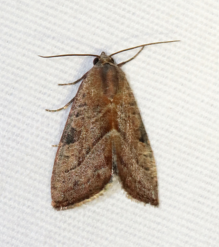 Wedgling Moth - Galgula partita Habitat: Attracted to a 365 + 395 nm LED light in a semi-rural area<br />
<br />
2022(20) Galgula partita,Geotagged,Spring,United States,Wedgling Moth,galgula,moth,noctuidae