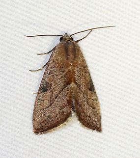 Wedgling Moth - Galgula partita Habitat: Attracted to a 365 + 395 nm LED light in a semi-rural area

2022(20) Galgula partita,Geotagged,Spring,United States,Wedgling Moth,galgula,moth,noctuidae