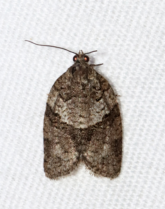 Black and Gray Banded Leafroller - Syndemis afflictana Habitat: Attracted to a 365 + 395 nm LED light in a semi-rural area<br />
<br />
2022(d) Geotagged,Gray leafroller,Spring,Syndemis,Syndemis afflictana,Tortricidae,United States,leafroller,moth