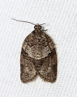 Black and Gray Banded Leafroller - Syndemis afflictana Habitat: Attracted to a 365 + 395 nm LED light in a semi-rural area

2022(d) Geotagged,Gray leafroller,Spring,Syndemis,Syndemis afflictana,Tortricidae,United States,leafroller,moth