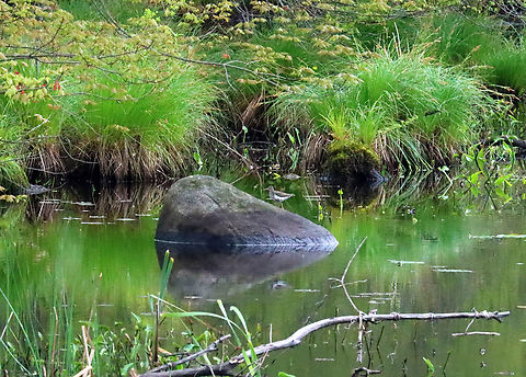 Spotted Sandpiper - Actitis macularius Habitat: Pond Actitis,Actitis macularius,Geotagged,Spotted sandpiper,Spring,United States,sandpiper