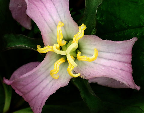 Bashful Wakerobin - Trillium catesbaei Trillium catesbaei is a southern species that generally doesn't grow wild north of North Carolina, so this is an rare/unusual spotting.

Habitat: Deciduous forest

One week earlier:
https://www.jungledragon.com/image/134840/bashful_wakerobin_-_trillium_catesbaei.html
 Bashful wakerobin,Geotagged,Spring,Trillium catesbaei,United States