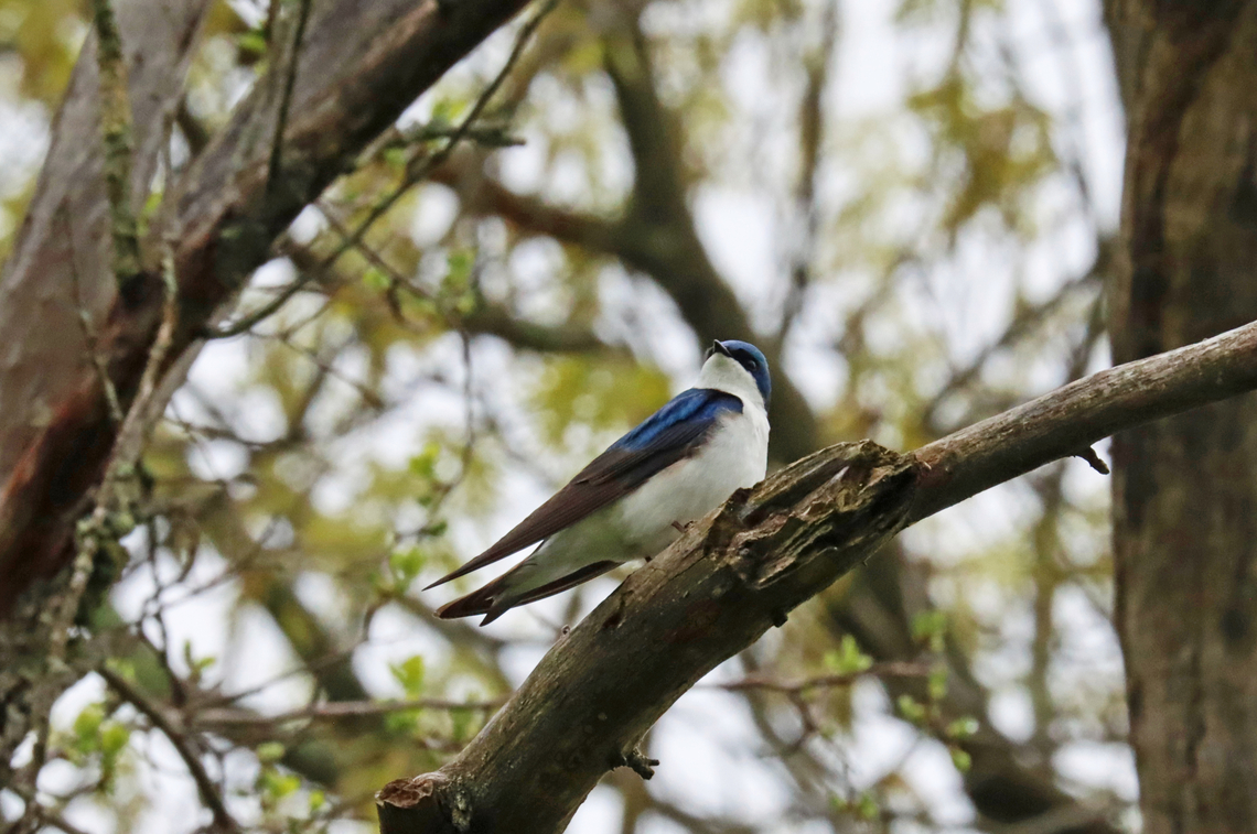 Tree Swallow - Tachycineta bicolor Habitat: Meadow's edge Geotagged,Spring,Tachycineta,Tachycineta bicolor,Tree Swallow,United States,swallow