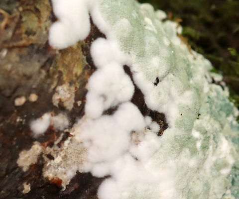 Trichoderma viride Habitat: Growing on a cut log; mixed forest
https://www.jungledragon.com/image/135090/trichoderma_viride.html
https://www.jungledragon.com/image/135092/trichoderma_viride.html
https://www.jungledragon.com/image/135091/trichoderma_viride.html Geotagged,Summer,Trichoderma viride,United States