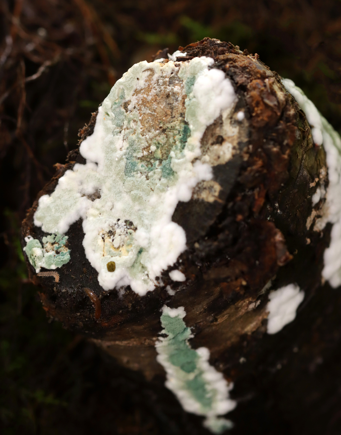 Trichoderma viride Habitat: Growing on a cut log; mixed forest<br />
<figure class="photo"><a href="https://www.jungledragon.com/image/135090/trichoderma_viride.html" title="Trichoderma viride"><img src="https://s3.amazonaws.com/media.jungledragon.com/images/3232/135090_thumb.jpg?AWSAccessKeyId=05GMT0V3GWVNE7GGM1R2&Expires=1759968010&Signature=E4J0wnoNMiYHFJHin9TlqKpWwE4%3D" width="200" height="168" alt="Trichoderma viride Habitat: Growing on a cut log; mixed forest<br />
https://www.jungledragon.com/image/135090/trichoderma_viride.html<br />
https://www.jungledragon.com/image/135092/trichoderma_viride.html<br />
https://www.jungledragon.com/image/135091/trichoderma_viride.html Geotagged,Summer,Trichoderma viride,United States" /></a></figure><br />
<figure class="photo"><a href="https://www.jungledragon.com/image/135092/trichoderma_viride.html" title="Trichoderma viride"><img src="https://s3.amazonaws.com/media.jungledragon.com/images/3232/135092_thumb.jpg?AWSAccessKeyId=05GMT0V3GWVNE7GGM1R2&Expires=1759968010&Signature=lowxdVi0N%2BDURSIOFOvSUta5BDo%3D" width="102" height="152" alt="Trichoderma viride Habitat: Growing on a cut log; mixed forest<br />
https://www.jungledragon.com/image/135090/trichoderma_viride.html<br />
https://www.jungledragon.com/image/135092/trichoderma_viride.html<br />
https://www.jungledragon.com/image/135091/trichoderma_viride.html Geotagged,Summer,Trichoderma,Trichoderma viride,United States,fungus" /></a></figure><br />
<figure class="photo"><a href="https://www.jungledragon.com/image/135091/trichoderma_viride.html" title="Trichoderma viride"><img src="https://s3.amazonaws.com/media.jungledragon.com/images/3232/135091_thumb.jpg?AWSAccessKeyId=05GMT0V3GWVNE7GGM1R2&Expires=1759968010&Signature=DF0hctLKznd5gFDrDMBAf37a0q0%3D" width="120" height="152" alt="Trichoderma viride Habitat: Growing on a cut log; mixed forest<br />
https://www.jungledragon.com/image/135090/trichoderma_viride.html<br />
https://www.jungledragon.com/image/135092/trichoderma_viride.html<br />
https://www.jungledragon.com/image/135091/trichoderma_viride.html Geotagged,Summer,Trichoderma viride,United States" /></a></figure> Geotagged,Summer,Trichoderma viride,United States