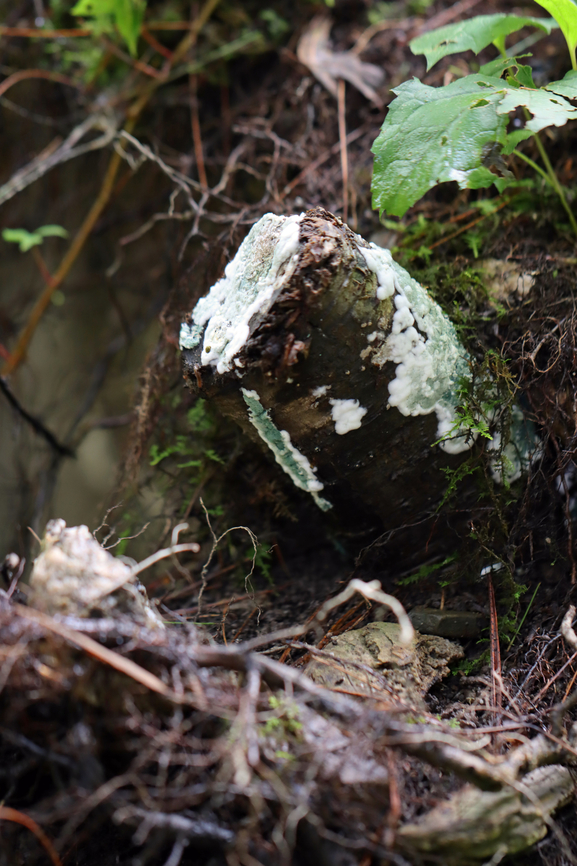 Trichoderma viride Habitat: Growing on a cut log; mixed forest<br />
<figure class="photo"><a href="https://www.jungledragon.com/image/135090/trichoderma_viride.html" title="Trichoderma viride"><img src="https://s3.amazonaws.com/media.jungledragon.com/images/3232/135090_thumb.jpg?AWSAccessKeyId=05GMT0V3GWVNE7GGM1R2&Expires=1759968010&Signature=E4J0wnoNMiYHFJHin9TlqKpWwE4%3D" width="200" height="168" alt="Trichoderma viride Habitat: Growing on a cut log; mixed forest<br />
https://www.jungledragon.com/image/135090/trichoderma_viride.html<br />
https://www.jungledragon.com/image/135092/trichoderma_viride.html<br />
https://www.jungledragon.com/image/135091/trichoderma_viride.html Geotagged,Summer,Trichoderma viride,United States" /></a></figure><br />
<figure class="photo"><a href="https://www.jungledragon.com/image/135092/trichoderma_viride.html" title="Trichoderma viride"><img src="https://s3.amazonaws.com/media.jungledragon.com/images/3232/135092_thumb.jpg?AWSAccessKeyId=05GMT0V3GWVNE7GGM1R2&Expires=1759968010&Signature=lowxdVi0N%2BDURSIOFOvSUta5BDo%3D" width="102" height="152" alt="Trichoderma viride Habitat: Growing on a cut log; mixed forest<br />
https://www.jungledragon.com/image/135090/trichoderma_viride.html<br />
https://www.jungledragon.com/image/135092/trichoderma_viride.html<br />
https://www.jungledragon.com/image/135091/trichoderma_viride.html Geotagged,Summer,Trichoderma,Trichoderma viride,United States,fungus" /></a></figure><br />
<figure class="photo"><a href="https://www.jungledragon.com/image/135091/trichoderma_viride.html" title="Trichoderma viride"><img src="https://s3.amazonaws.com/media.jungledragon.com/images/3232/135091_thumb.jpg?AWSAccessKeyId=05GMT0V3GWVNE7GGM1R2&Expires=1759968010&Signature=DF0hctLKznd5gFDrDMBAf37a0q0%3D" width="120" height="152" alt="Trichoderma viride Habitat: Growing on a cut log; mixed forest<br />
https://www.jungledragon.com/image/135090/trichoderma_viride.html<br />
https://www.jungledragon.com/image/135092/trichoderma_viride.html<br />
https://www.jungledragon.com/image/135091/trichoderma_viride.html Geotagged,Summer,Trichoderma viride,United States" /></a></figure> Geotagged,Summer,Trichoderma,Trichoderma viride,United States,fungus