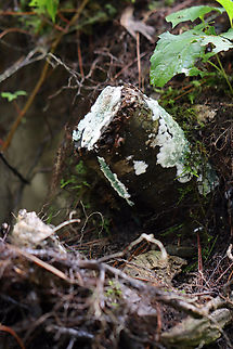 Trichoderma viride Habitat: Growing on a cut log; mixed forest
https://www.jungledragon.com/image/135090/trichoderma_viride.html
https://www.jungledragon.com/image/135092/trichoderma_viride.html
https://www.jungledragon.com/image/135091/trichoderma_viride.html Geotagged,Summer,Trichoderma,Trichoderma viride,United States,fungus