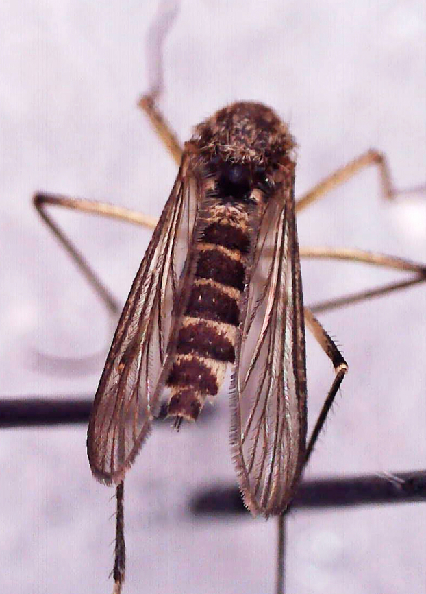 Mosquito (Female) - Ochlerotatus (Aedes) sticticus *Photographed under microscope to see identifying characteristics.<br />
<br />
Habitat: Attracted to a light; semi-rural area<br />
<figure class="photo"><a href="https://www.jungledragon.com/image/135095/mosquito_female_-_ochlerotatus_aedes_sticticus.html" title="Mosquito (Female) - Ochlerotatus (Aedes) sticticus"><img src="https://s3.amazonaws.com/media.jungledragon.com/images/3232/135095_thumb.jpg?AWSAccessKeyId=05GMT0V3GWVNE7GGM1R2&Expires=1770854410&Signature=9dPLQQuJLVbRIpnxlQlIRiSrRVs%3D" width="110" height="152" alt="Mosquito (Female) - Ochlerotatus (Aedes) sticticus *Photographed under microscope to see identifying characteristics.<br />
<br />
Habitat: Attracted to a light; semi-rural area<br />
https://www.jungledragon.com/image/135095/mosquito_female_-_ochlerotatus_aedes_sticticus.html<br />
https://www.jungledragon.com/image/135098/mosquito_female_-_ochlerotatus_aedes_sticticus.html<br />
https://www.jungledragon.com/image/135097/mosquito_female_-_ochlerotatus_aedes_sticticus.html<br />
https://www.jungledragon.com/image/135096/mosquito_female_-_ochlerotatus_aedes_sticticus.html<br />
 Geotagged,Ochlerotatus sticticus,United States" /></a></figure><br />
<figure class="photo"><a href="https://www.jungledragon.com/image/135098/mosquito_female_-_ochlerotatus_aedes_sticticus.html" title="Mosquito (Female) - Ochlerotatus (Aedes) sticticus"><img src="https://s3.amazonaws.com/media.jungledragon.com/images/3232/135098_thumb.jpg?AWSAccessKeyId=05GMT0V3GWVNE7GGM1R2&Expires=1770854410&Signature=nr%2B4lEX%2F%2Bxuasi9PrkDsiw2IYR0%3D" width="120" height="152" alt="Mosquito (Female) - Ochlerotatus (Aedes) sticticus Habitat: Attracted to a light; semi-rural area<br />
https://www.jungledragon.com/image/135095/mosquito_female_-_ochlerotatus_aedes_sticticus.html<br />
https://www.jungledragon.com/image/135098/mosquito_female_-_ochlerotatus_aedes_sticticus.html<br />
https://www.jungledragon.com/image/135097/mosquito_female_-_ochlerotatus_aedes_sticticus.html<br />
https://www.jungledragon.com/image/135096/mosquito_female_-_ochlerotatus_aedes_sticticus.html<br />
 Aedes,Aedes sticticus,Geotagged,Ochlerotatus,Ochlerotatus sticticus,Spring,United States,diptera,fly,mosquito" /></a></figure><br />
<figure class="photo"><a href="https://www.jungledragon.com/image/135097/mosquito_female_-_ochlerotatus_aedes_sticticus.html" title="Mosquito (Female) - Ochlerotatus (Aedes) sticticus"><img src="https://s3.amazonaws.com/media.jungledragon.com/images/3232/135097_thumb.jpg?AWSAccessKeyId=05GMT0V3GWVNE7GGM1R2&Expires=1770854410&Signature=6baTxA%2FHyfVN5XCgLEn3encXqmQ%3D" width="128" height="152" alt="Mosquito (Female) - Ochlerotatus (Aedes) sticticus Habitat: Attracted to a light; semi-rural area<br />
https://www.jungledragon.com/image/135095/mosquito_female_-_ochlerotatus_aedes_sticticus.html<br />
https://www.jungledragon.com/image/135098/mosquito_female_-_ochlerotatus_aedes_sticticus.html<br />
https://www.jungledragon.com/image/135097/mosquito_female_-_ochlerotatus_aedes_sticticus.html<br />
https://www.jungledragon.com/image/135096/mosquito_female_-_ochlerotatus_aedes_sticticus.html<br />
 Geotagged,Ochlerotatus sticticus,Spring,United States" /></a></figure><br />
<figure class="photo"><a href="https://www.jungledragon.com/image/135096/mosquito_female_-_ochlerotatus_aedes_sticticus.html" title="Mosquito (Female) - Ochlerotatus (Aedes) sticticus"><img src="https://s3.amazonaws.com/media.jungledragon.com/images/3232/135096_thumb.jpg?AWSAccessKeyId=05GMT0V3GWVNE7GGM1R2&Expires=1770854410&Signature=tr3wrAOD7%2FZdNCKyFl0o0JoJVyM%3D" width="122" height="152" alt="Mosquito (Female) - Ochlerotatus (Aedes) sticticus *Photographed under microscope to see identifying characteristics.<br />
<br />
Habitat: Attracted to a light; semi-rural area<br />
https://www.jungledragon.com/image/135095/mosquito_female_-_ochlerotatus_aedes_sticticus.html<br />
https://www.jungledragon.com/image/135098/mosquito_female_-_ochlerotatus_aedes_sticticus.html<br />
https://www.jungledragon.com/image/135097/mosquito_female_-_ochlerotatus_aedes_sticticus.html<br />
https://www.jungledragon.com/image/135096/mosquito_female_-_ochlerotatus_aedes_sticticus.html<br />
 Geotagged,Ochlerotatus sticticus,United States" /></a></figure><br />
 Geotagged,Ochlerotatus sticticus,United States