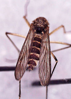Mosquito (Female) - Ochlerotatus (Aedes) sticticus *Photographed under microscope to see identifying characteristics.

Habitat: Attracted to a light; semi-rural area
https://www.jungledragon.com/image/135095/mosquito_female_-_ochlerotatus_aedes_sticticus.html
https://www.jungledragon.com/image/135098/mosquito_female_-_ochlerotatus_aedes_sticticus.html
https://www.jungledragon.com/image/135097/mosquito_female_-_ochlerotatus_aedes_sticticus.html
https://www.jungledragon.com/image/135096/mosquito_female_-_ochlerotatus_aedes_sticticus.html
 Geotagged,Ochlerotatus sticticus,United States