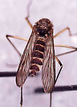 Mosquito (Female) - Ochlerotatus (Aedes) sticticus *Photographed under microscope to see identifying characteristics.<br />
<br />
Habitat: Attracted to a light; semi-rural area<br />
https://www.jungledragon.com/image/135095/mosquito_female_-_ochlerotatus_aedes_sticticus.html<br />
https://www.jungledragon.com/image/135098/mosquito_female_-_ochlerotatus_aedes_sticticus.html<br />
https://www.jungledragon.com/image/135097/mosquito_female_-_ochlerotatus_aedes_sticticus.html<br />
https://www.jungledragon.com/image/135096/mosquito_female_-_ochlerotatus_aedes_sticticus.html<br />
 Geotagged,Ochlerotatus sticticus,United States