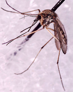 Mosquito (Female) - Ochlerotatus (Aedes) sticticus *Photographed under microscope to see identifying characteristics.

Habitat: Attracted to a light; semi-rural area
https://www.jungledragon.com/image/135095/mosquito_female_-_ochlerotatus_aedes_sticticus.html
https://www.jungledragon.com/image/135098/mosquito_female_-_ochlerotatus_aedes_sticticus.html
https://www.jungledragon.com/image/135097/mosquito_female_-_ochlerotatus_aedes_sticticus.html
https://www.jungledragon.com/image/135096/mosquito_female_-_ochlerotatus_aedes_sticticus.html
 Geotagged,Ochlerotatus sticticus,United States