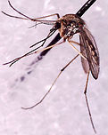 Mosquito (Female) - Ochlerotatus (Aedes) sticticus *Photographed under microscope to see identifying characteristics.<br />
<br />
Habitat: Attracted to a light; semi-rural area<br />
https://www.jungledragon.com/image/135095/mosquito_female_-_ochlerotatus_aedes_sticticus.html<br />
https://www.jungledragon.com/image/135098/mosquito_female_-_ochlerotatus_aedes_sticticus.html<br />
https://www.jungledragon.com/image/135097/mosquito_female_-_ochlerotatus_aedes_sticticus.html<br />
https://www.jungledragon.com/image/135096/mosquito_female_-_ochlerotatus_aedes_sticticus.html<br />
 Geotagged,Ochlerotatus sticticus,United States