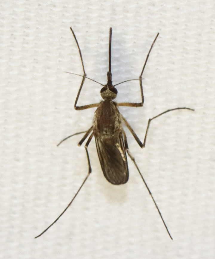 Mosquito (Female) - Ochlerotatus (Aedes) sticticus Habitat: Attracted to a light; semi-rural area<br />
<figure class="photo"><a href="https://www.jungledragon.com/image/135095/mosquito_female_-_ochlerotatus_aedes_sticticus.html" title="Mosquito (Female) - Ochlerotatus (Aedes) sticticus"><img src="https://s3.amazonaws.com/media.jungledragon.com/images/3232/135095_thumb.jpg?AWSAccessKeyId=05GMT0V3GWVNE7GGM1R2&Expires=1759968010&Signature=T9DAb6DW8sEEDO%2F01HlQBD8E%2B5M%3D" width="110" height="152" alt="Mosquito (Female) - Ochlerotatus (Aedes) sticticus *Photographed under microscope to see identifying characteristics.<br />
<br />
Habitat: Attracted to a light; semi-rural area<br />
https://www.jungledragon.com/image/135095/mosquito_female_-_ochlerotatus_aedes_sticticus.html<br />
https://www.jungledragon.com/image/135098/mosquito_female_-_ochlerotatus_aedes_sticticus.html<br />
https://www.jungledragon.com/image/135097/mosquito_female_-_ochlerotatus_aedes_sticticus.html<br />
https://www.jungledragon.com/image/135096/mosquito_female_-_ochlerotatus_aedes_sticticus.html<br />
 Geotagged,Ochlerotatus sticticus,United States" /></a></figure><br />
<figure class="photo"><a href="https://www.jungledragon.com/image/135098/mosquito_female_-_ochlerotatus_aedes_sticticus.html" title="Mosquito (Female) - Ochlerotatus (Aedes) sticticus"><img src="https://s3.amazonaws.com/media.jungledragon.com/images/3232/135098_thumb.jpg?AWSAccessKeyId=05GMT0V3GWVNE7GGM1R2&Expires=1759968010&Signature=%2BHpabdeAPuhhxbgFB0P%2B67gUyX0%3D" width="120" height="152" alt="Mosquito (Female) - Ochlerotatus (Aedes) sticticus Habitat: Attracted to a light; semi-rural area<br />
https://www.jungledragon.com/image/135095/mosquito_female_-_ochlerotatus_aedes_sticticus.html<br />
https://www.jungledragon.com/image/135098/mosquito_female_-_ochlerotatus_aedes_sticticus.html<br />
https://www.jungledragon.com/image/135097/mosquito_female_-_ochlerotatus_aedes_sticticus.html<br />
https://www.jungledragon.com/image/135096/mosquito_female_-_ochlerotatus_aedes_sticticus.html<br />
 Aedes,Aedes sticticus,Geotagged,Ochlerotatus,Ochlerotatus sticticus,Spring,United States,diptera,fly,mosquito" /></a></figure><br />
<figure class="photo"><a href="https://www.jungledragon.com/image/135097/mosquito_female_-_ochlerotatus_aedes_sticticus.html" title="Mosquito (Female) - Ochlerotatus (Aedes) sticticus"><img src="https://s3.amazonaws.com/media.jungledragon.com/images/3232/135097_thumb.jpg?AWSAccessKeyId=05GMT0V3GWVNE7GGM1R2&Expires=1759968010&Signature=1sWZgy3QgIkvlvYpZKw5xFaYZ4w%3D" width="128" height="152" alt="Mosquito (Female) - Ochlerotatus (Aedes) sticticus Habitat: Attracted to a light; semi-rural area<br />
https://www.jungledragon.com/image/135095/mosquito_female_-_ochlerotatus_aedes_sticticus.html<br />
https://www.jungledragon.com/image/135098/mosquito_female_-_ochlerotatus_aedes_sticticus.html<br />
https://www.jungledragon.com/image/135097/mosquito_female_-_ochlerotatus_aedes_sticticus.html<br />
https://www.jungledragon.com/image/135096/mosquito_female_-_ochlerotatus_aedes_sticticus.html<br />
 Geotagged,Ochlerotatus sticticus,Spring,United States" /></a></figure><br />
<figure class="photo"><a href="https://www.jungledragon.com/image/135096/mosquito_female_-_ochlerotatus_aedes_sticticus.html" title="Mosquito (Female) - Ochlerotatus (Aedes) sticticus"><img src="https://s3.amazonaws.com/media.jungledragon.com/images/3232/135096_thumb.jpg?AWSAccessKeyId=05GMT0V3GWVNE7GGM1R2&Expires=1759968010&Signature=Btm%2BaYWaOS4HVBOIIGm6EgT3XOM%3D" width="122" height="152" alt="Mosquito (Female) - Ochlerotatus (Aedes) sticticus *Photographed under microscope to see identifying characteristics.<br />
<br />
Habitat: Attracted to a light; semi-rural area<br />
https://www.jungledragon.com/image/135095/mosquito_female_-_ochlerotatus_aedes_sticticus.html<br />
https://www.jungledragon.com/image/135098/mosquito_female_-_ochlerotatus_aedes_sticticus.html<br />
https://www.jungledragon.com/image/135097/mosquito_female_-_ochlerotatus_aedes_sticticus.html<br />
https://www.jungledragon.com/image/135096/mosquito_female_-_ochlerotatus_aedes_sticticus.html<br />
 Geotagged,Ochlerotatus sticticus,United States" /></a></figure><br />
 Geotagged,Ochlerotatus sticticus,Spring,United States