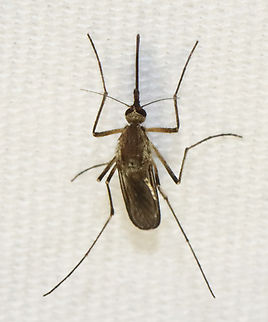 Mosquito (Female) - Ochlerotatus (Aedes) sticticus Habitat: Attracted to a light; semi-rural area
https://www.jungledragon.com/image/135095/mosquito_female_-_ochlerotatus_aedes_sticticus.html
https://www.jungledragon.com/image/135098/mosquito_female_-_ochlerotatus_aedes_sticticus.html
https://www.jungledragon.com/image/135097/mosquito_female_-_ochlerotatus_aedes_sticticus.html
https://www.jungledragon.com/image/135096/mosquito_female_-_ochlerotatus_aedes_sticticus.html
 Geotagged,Ochlerotatus sticticus,Spring,United States