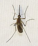Mosquito (Female) - Ochlerotatus (Aedes) sticticus Habitat: Attracted to a light; semi-rural area<br />
https://www.jungledragon.com/image/135095/mosquito_female_-_ochlerotatus_aedes_sticticus.html<br />
https://www.jungledragon.com/image/135098/mosquito_female_-_ochlerotatus_aedes_sticticus.html<br />
https://www.jungledragon.com/image/135097/mosquito_female_-_ochlerotatus_aedes_sticticus.html<br />
https://www.jungledragon.com/image/135096/mosquito_female_-_ochlerotatus_aedes_sticticus.html<br />
 Geotagged,Ochlerotatus sticticus,Spring,United States