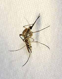 Mosquito (Female) - Ochlerotatus (Aedes) sticticus Habitat: Attracted to a light; semi-rural area
https://www.jungledragon.com/image/135095/mosquito_female_-_ochlerotatus_aedes_sticticus.html
https://www.jungledragon.com/image/135098/mosquito_female_-_ochlerotatus_aedes_sticticus.html
https://www.jungledragon.com/image/135097/mosquito_female_-_ochlerotatus_aedes_sticticus.html
https://www.jungledragon.com/image/135096/mosquito_female_-_ochlerotatus_aedes_sticticus.html
 Aedes,Aedes sticticus,Geotagged,Ochlerotatus,Ochlerotatus sticticus,Spring,United States,diptera,fly,mosquito
