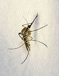 Mosquito (Female) - Ochlerotatus (Aedes) sticticus Habitat: Attracted to a light; semi-rural area<br />
https://www.jungledragon.com/image/135095/mosquito_female_-_ochlerotatus_aedes_sticticus.html<br />
https://www.jungledragon.com/image/135098/mosquito_female_-_ochlerotatus_aedes_sticticus.html<br />
https://www.jungledragon.com/image/135097/mosquito_female_-_ochlerotatus_aedes_sticticus.html<br />
https://www.jungledragon.com/image/135096/mosquito_female_-_ochlerotatus_aedes_sticticus.html<br />
Aedes,Aedes sticticus,Geotagged,Ochlerotatus,Ochlerotatus sticticus,Spring,United States,diptera,fly,mosquito
