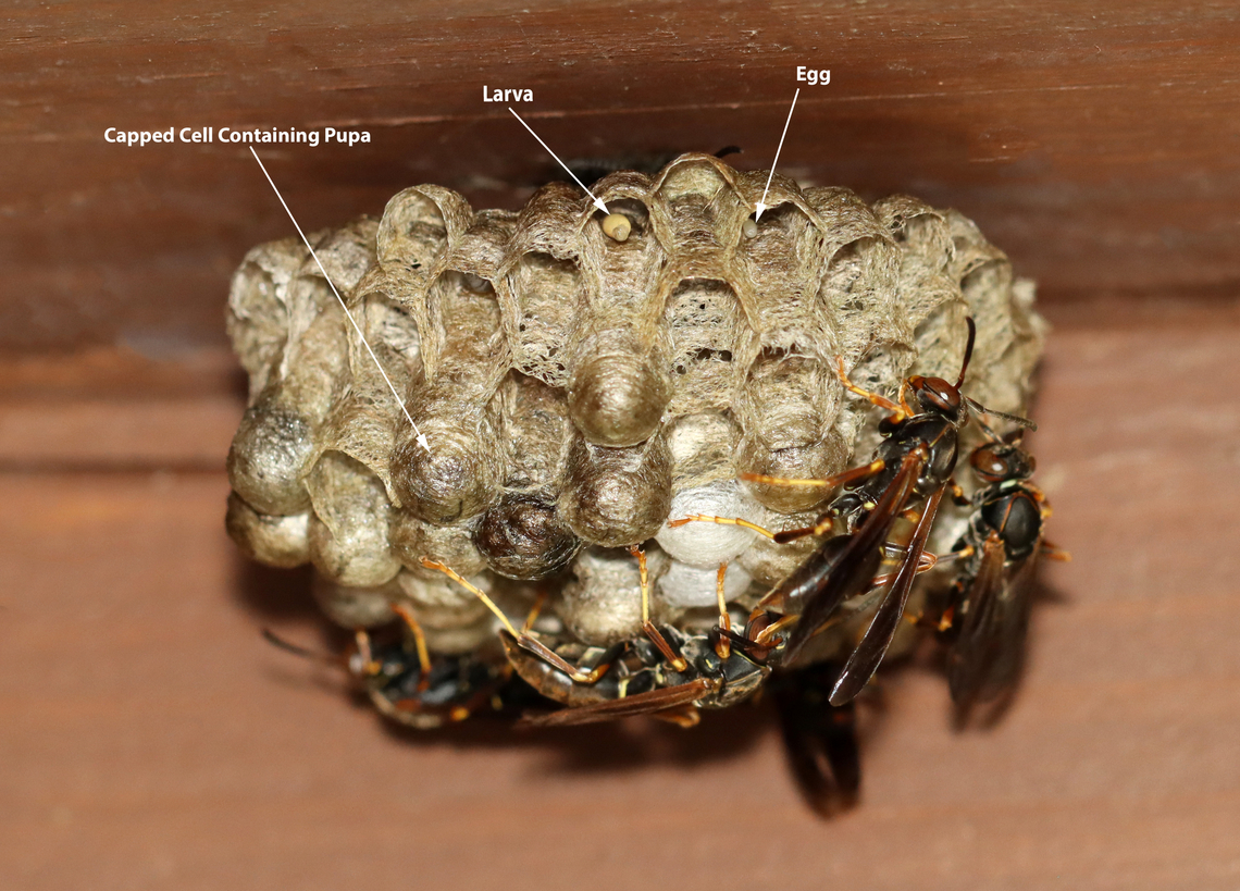 Paper Wasp Nest - Polistes fuscatus These wasps were busy maintaining their nest. There were several cells containing eggs and larvae. Plus, many capped cells containing pupae.<br />
<br />
Habitat: Under a railing overlooking a river; mixed forest Geotagged,Northern paper wasp,Polistes,Polistes fuscatus,Summer,United States,egg,larva,nest,paper wasps,pupa,wasp,wasp nest