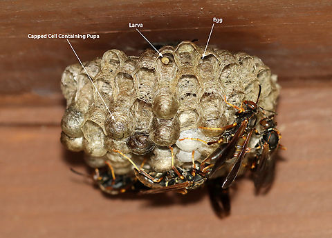 Paper Wasp Nest - Polistes fuscatus These wasps were busy maintaining their nest. There were several cells containing eggs and larvae. Plus, many capped cells containing pupae.

Habitat: Under a railing overlooking a river; mixed forest Geotagged,Northern paper wasp,Polistes,Polistes fuscatus,Summer,United States,egg,larva,nest,paper wasps,pupa,wasp,wasp nest