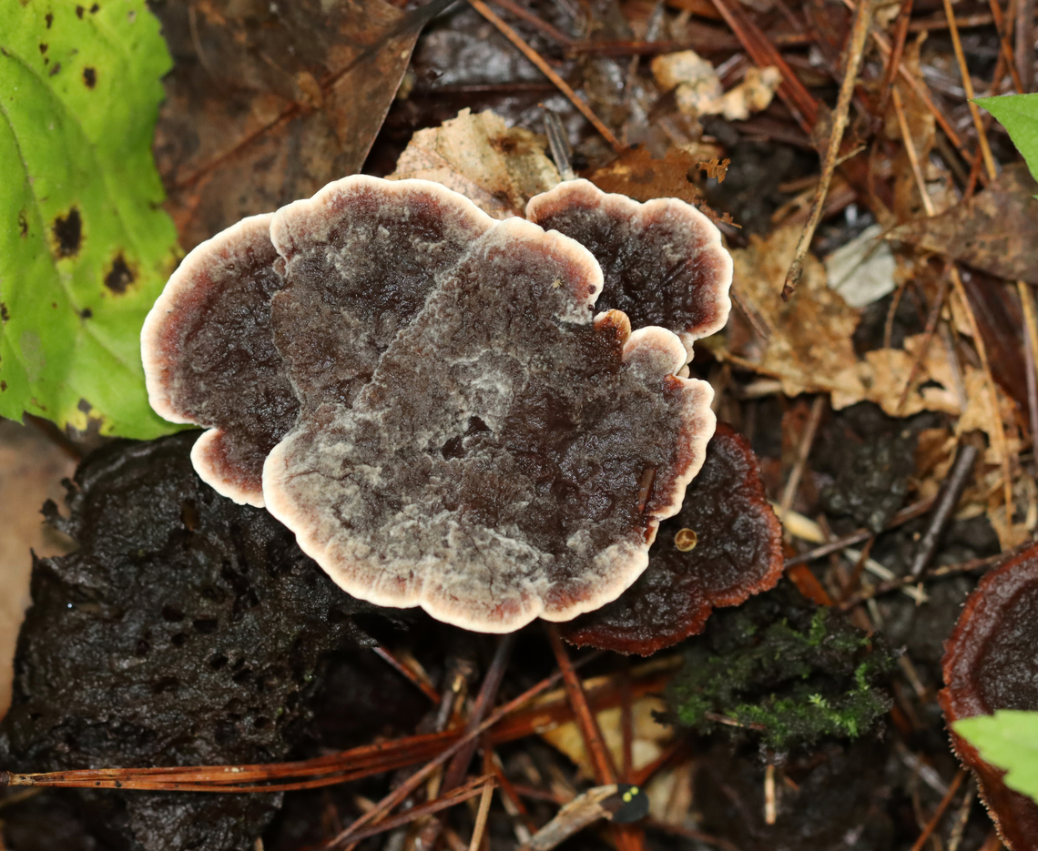 Tooth Fungus - Family Bankeraceae, maybe Hydnellum sp.? Habitat: Growing on the ground, under pine, in a mixed forest.<br />
<figure class="photo"><a href="https://www.jungledragon.com/image/135103/tooth_fungus_-_family_bankeraceae_maybe_hydnellum_sp.html" title="Tooth Fungus - Family Bankeraceae, maybe Hydnellum sp.?"><img src="https://s3.amazonaws.com/media.jungledragon.com/images/3232/135103_thumb.jpg?AWSAccessKeyId=05GMT0V3GWVNE7GGM1R2&Expires=1769040010&Signature=eavsENz3HOVxyHUycCE9n9XTsLE%3D" width="200" height="158" alt="Tooth Fungus - Family Bankeraceae, maybe Hydnellum sp.? Habitat: Growing on the ground, under pine, in a mixed forest.<br />
https://www.jungledragon.com/image/135102/tooth_fungus_-_family_bankeraceae_maybe_hydnellum_sp.html Geotagged,Hydnellum,Summer,United States,bankeraceae,fungus,mushroom,tooth fungus" /></a></figure> Geotagged,Summer,United States