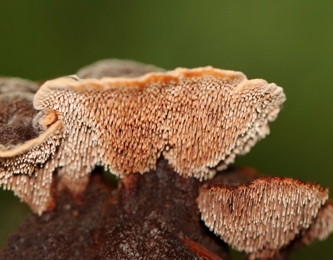 Tooth Fungus - Family Bankeraceae, maybe Hydnellum sp.? Habitat: Growing on the ground, under pine, in a mixed forest.<br />
<figure class="photo"><a href="https://www.jungledragon.com/image/135102/tooth_fungus_-_family_bankeraceae_maybe_hydnellum_sp.html" title="Tooth Fungus - Family Bankeraceae, maybe Hydnellum sp.?"><img src="https://s3.amazonaws.com/media.jungledragon.com/images/3232/135102_thumb.jpg?AWSAccessKeyId=05GMT0V3GWVNE7GGM1R2&Expires=1763596810&Signature=UVAzP%2FJKsGdGKhEbY2yN9Y2AwDI%3D" width="200" height="166" alt="Tooth Fungus - Family Bankeraceae, maybe Hydnellum sp.? Habitat: Growing on the ground, under pine, in a mixed forest.<br />
https://www.jungledragon.com/image/135103/tooth_fungus_-_family_bankeraceae_maybe_hydnellum_sp.html Geotagged,Summer,United States" /></a></figure> Geotagged,Hydnellum,Summer,United States,bankeraceae,fungus,mushroom,tooth fungus