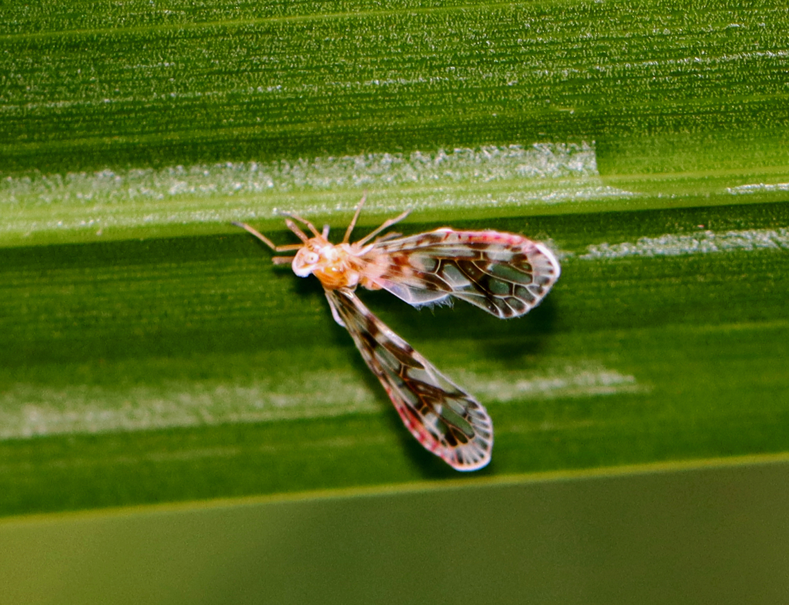 Planthopper - Anotia kirkaldyi Habitat: Mixed forest Anotia,Anotia kirkaldyi,Geotagged,Summer,United States,derbidae,planthopper