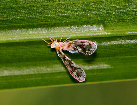 Planthopper - Anotia kirkaldyi Habitat: Mixed forest Anotia,Anotia kirkaldyi,Geotagged,Summer,United States,derbidae,planthopper