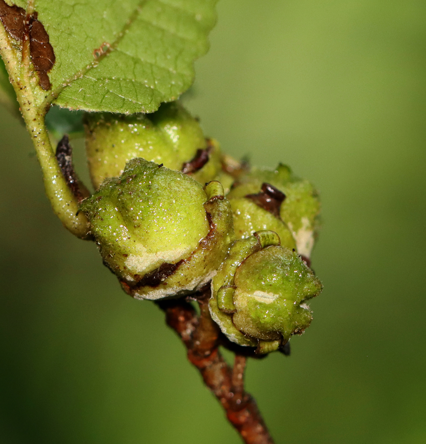 American Witch-hazel Fruits- Hamamelis virginiana These are the fruits/seed pods of witch hazel. They stay on the branches for an entire year (since the flowers were pollinated). They eventually pop in the autumn, scattering two seeds up to 45 feet away. The seeds will remain on the ground for a couple years before germinating. The popping fruits are actually audible!<br />
<br />
Habitat: Mixed forest<br />
<figure class="photo"><a href="https://www.jungledragon.com/image/135106/american_witch-hazel_fruits-_hamamelis_virginiana.html" title="American Witch-hazel Fruits- Hamamelis virginiana"><img src="https://s3.amazonaws.com/media.jungledragon.com/images/3232/135106_thumb.jpg?AWSAccessKeyId=05GMT0V3GWVNE7GGM1R2&Expires=1759968010&Signature=QEWoPHzoiw3ZIu4VJajKWxW1oYM%3D" width="122" height="152" alt="American Witch-hazel Fruits- Hamamelis virginiana These are the fruits/seed pods of witch hazel. They stay on the branches for an entire year (since the flowers were pollinated). They eventually pop in the autumn, scattering two seeds up to 45 feet away. The seeds will remain on the ground for a couple years before germinating. The popping fruits are actually audible!<br />
<br />
Habitat: Mixed forest<br />
https://www.jungledragon.com/image/135105/american_witch-hazel_fruits-_hamamelis_virginiana.html American witch-hazel,Geotagged,Hamamelis virginiana,Summer,United States,fruit,hamamelis" /></a></figure> American witch-hazel,Geotagged,Hamamelis virginiana,Summer,United States
