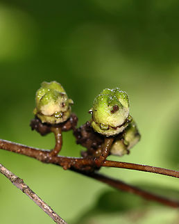 American Witch-hazel Fruits- Hamamelis virginiana These are the fruits/seed pods of witch hazel. They stay on the branches for an entire year (since the flowers were pollinated). They eventually pop in the autumn, scattering two seeds up to 45 feet away. The seeds will remain on the ground for a couple years before germinating. The popping fruits are actually audible!

Habitat: Mixed forest
https://www.jungledragon.com/image/135105/american_witch-hazel_fruits-_hamamelis_virginiana.html American witch-hazel,Geotagged,Hamamelis virginiana,Summer,United States,fruit,hamamelis