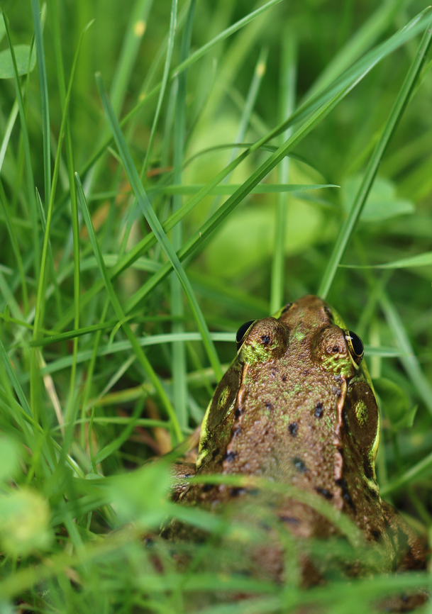 Green Frog - Lithobates clamitans Habitat: Pondside; mixed forest Geotagged,Green frog,Lithobates clamitans,Summer,United States,frog,lithobates