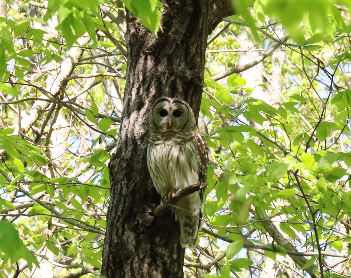 Barred Owl - Strix varia I hardly ever see owls in the wild, so I was super excited to see this one! I followed its calls to this tree and was able to get a few shots before it flew off. <br />
<br />
Habitat: Deciduous forest Barred Owl,Geotagged,Spring,Strix varia,United States,owl,strix