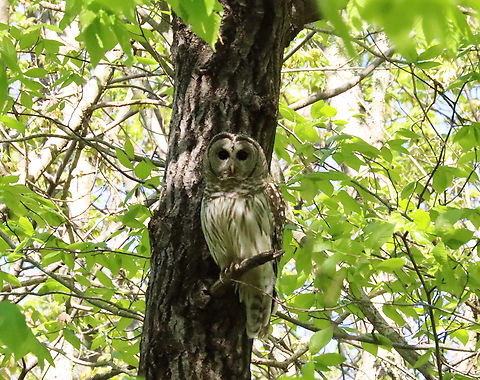 Barred Owl - Strix varia I hardly ever see owls in the wild, so I was super excited to see this one! I followed its calls to this tree and was able to get a few shots before it flew off. 

Habitat: Deciduous forest Barred Owl,Geotagged,Spring,Strix varia,United States,owl,strix