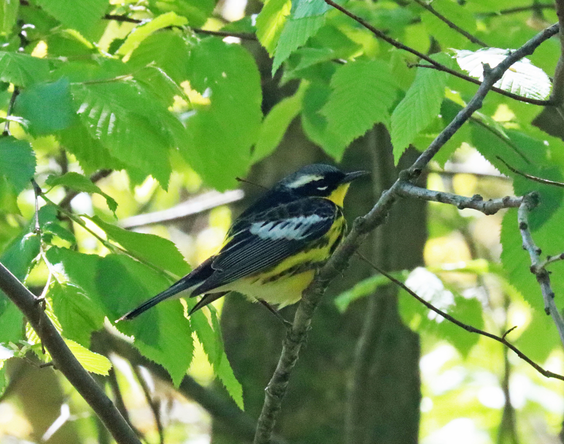 Magnolia Warbler - Setophaga magnolia The forest was dark, but I have to get a grip on my camera settings for birding. The ISO is way too high and causing a lot of noise. Plus, I probably need to increase the shutter speed.<br />
<br />
Habitat: Deciduous forest Geotagged,Magnolia warbler,Setophaga magnolia,Spring,United States,setophaga,warbler
